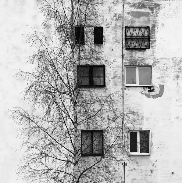 Фото береза и окно на фоне старых домов с окнами оштукатуренной белой штукатуркой — стоковое фото
