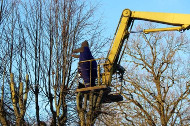 işçi dalları kesmek ve parkta asansörü kullanarak ağaçlar limes kırpar.