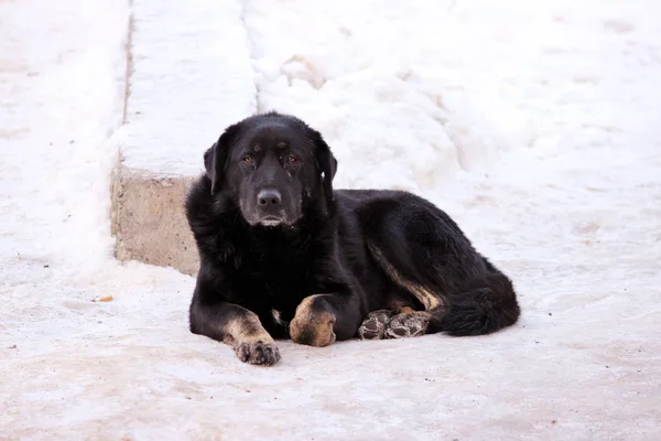 野良犬が丸くなって冬に雪の上にあります。 — ストック写真