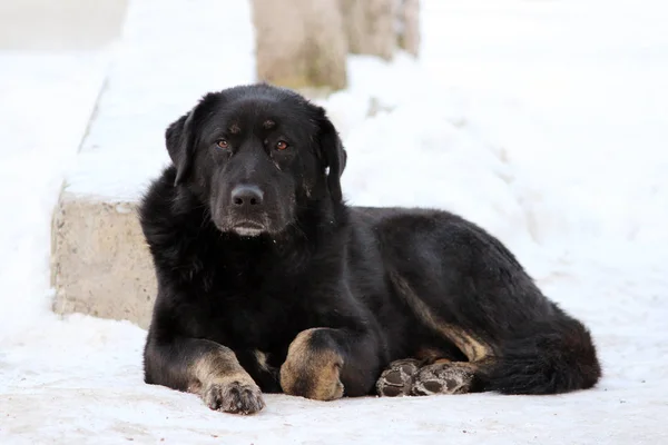 野良犬が丸くなって冬に雪の上にあります。 — ストック写真