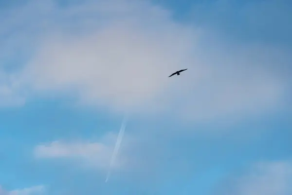 Nuvens brancas contra o céu azul, um pássaro e traço do avião a jato no dia ensolarado de inverno à noite . — Fotografia de Stock