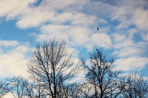 Nuvens brancas e árvores nuas no parque contra o céu azul em um dia ensolarado de inverno à noite . — Fotografia de Stock