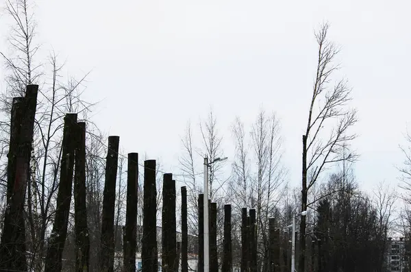 Muitas árvores de álamo velho com os topos serrados estão de pé em uma fileira — Fotografia de Stock