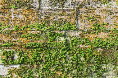 doku kireçtaşı blokları duvar antik palace'nın yeşil ve kırmızı yosun kaplı. Yaş 17 yüzyıl.
