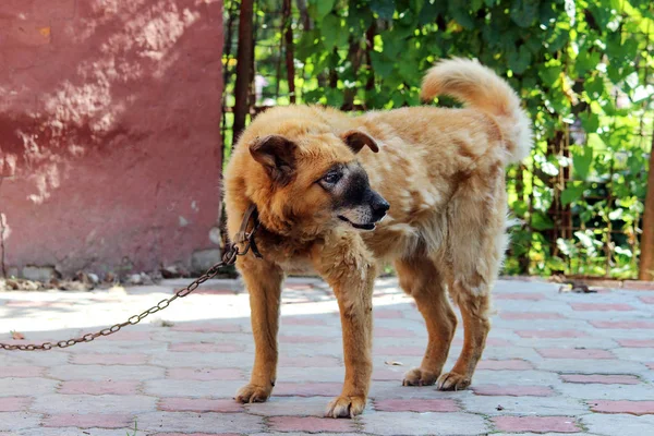 Старая цепная красная собака со злокачественной неоперабельной опухолью на лице в области носовой полости . — стоковое фото