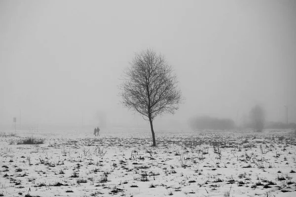 Árbol solitario en un terreno baldío en la mañana en la densa niebla . — Foto de Stock