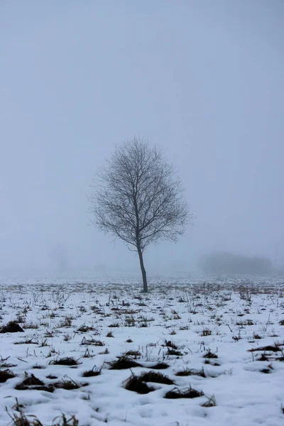 Reggel sűrű ködben üres sok magányos fa. — Stock Fotó