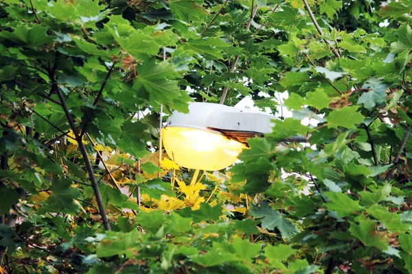 Straat licht onder de bladeren van de esdoorn. — Stockfoto