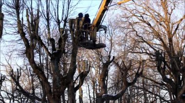 Parktaki işçiler ıhlamur ağaçlarının dallarını çekerek ve beşiğiyle ok atarak kestiler. Park tasarımı, bahçe işleri, raporlama..