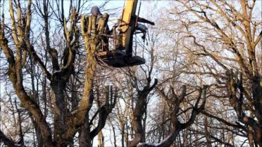 Parktaki işçiler ıhlamur ağaçlarının dallarını çekerek ve beşiğiyle ok atarak kestiler. Park tasarımı, bahçe işleri, raporlama..