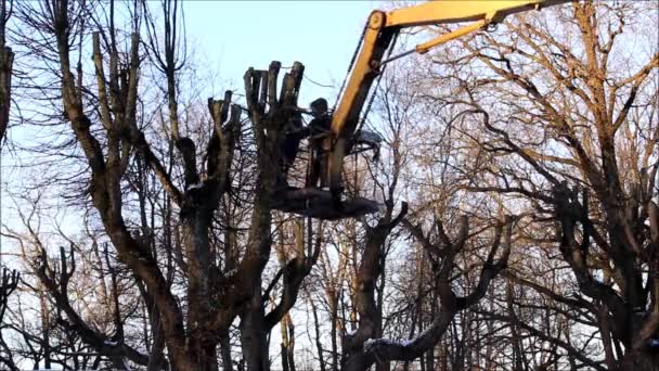 公園内の労働者は ホイストとクレードルを持つ矢印を使用して リンデンの木の枝を切りました 公園のデザイン 造園作品 報告書 — ストック動画