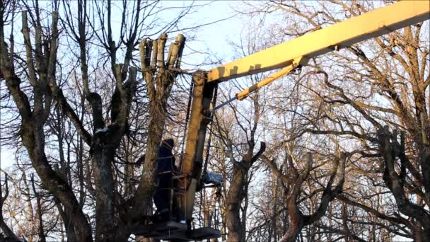 Trabalhadores Parque Cortam Galhos Árvores Tília Usando Uma Talha Uma — Vídeo de Stock