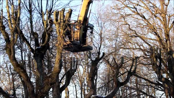 Εργαζόμενοι Στο Πάρκο Έκοψαν Κλαδιά Λινά Δέντρα Χρησιμοποιώντας Ένα Ύψωμα — Αρχείο Βίντεο