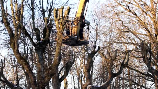 Trabalhadores Parque Cortam Galhos Árvores Tília Usando Uma Talha Uma — Vídeo de Stock