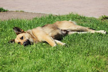 Sokak köpeği yaz günü çimlerde yatar.