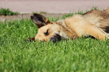 Sokak köpeği yaz günü çimlerde yatar.