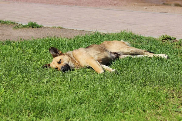 Streunender Hund Liegt Sommertagen Park Auf Dem Rasen — Stockfoto