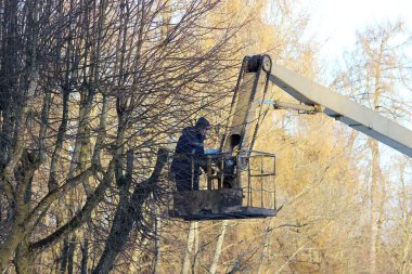 işçi dalları kesmek ve parkta asansörü kullanarak ağaçlar limes kırpar