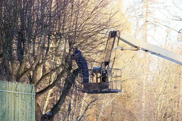 Trabalhadores Cortam Galhos Corta Uma Limas Árvores Usando Elevador Parque — Fotografia de Stock