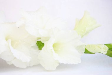 Beyaz arka planda güzel beyaz bir Gladiolus. Macro stüdyo çekimi