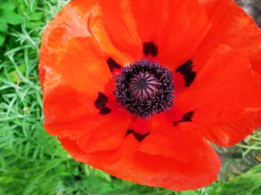 Güzel Kırmızı Gelincik Çiçeğinin Kapanışı.