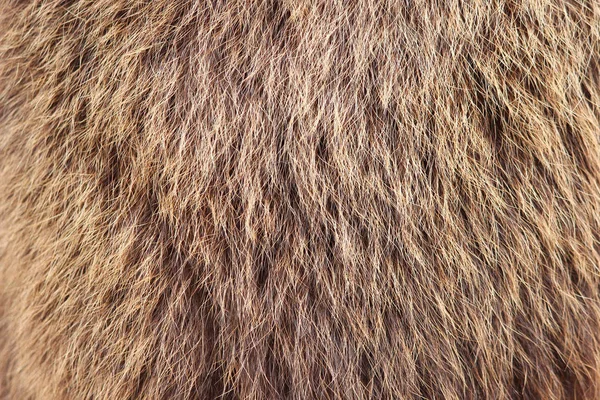 Texture Marrone Fulvo Orso Siberiano Pelli Ursidae — Foto Stock