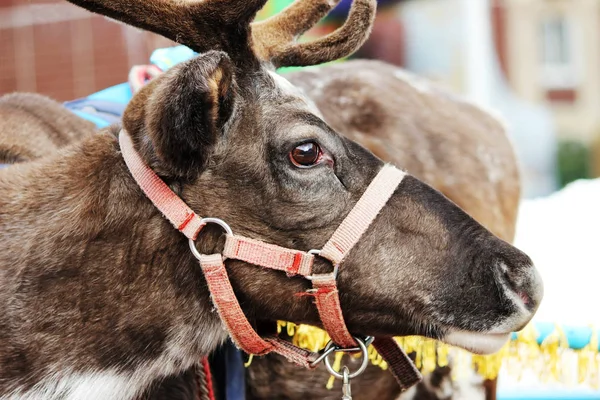 Ren geyiği Rangifer tarandus koşum tatil yapıyor.