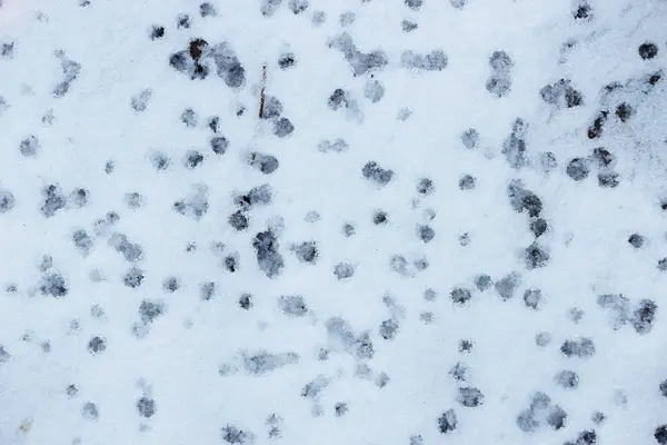 Textura Stopy Kapek Vody Bílém Sněhu Pod Břízou Stromu Během — Stock fotografie