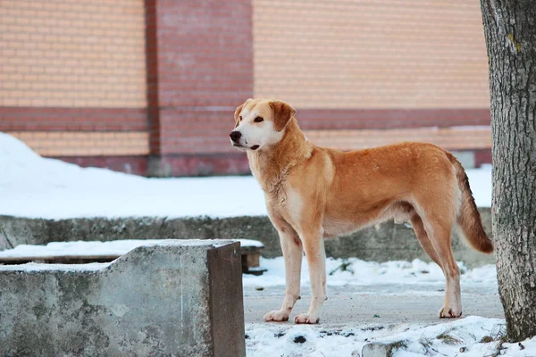 Obdachloser Rotschopf Hund Kommt Winter Auf Den Markt — Stockfoto