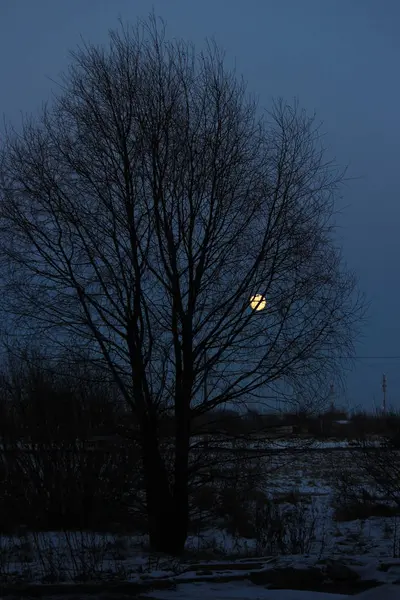 Повний Місяць Світить Крізь Гілки Дерева — стокове фото
