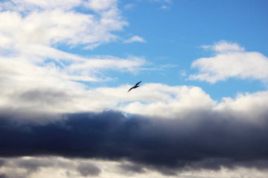 beyaz bulutlar mavi gökyüzü, bir kuş ve jet uçağı akşam bir güneşli kış gününde iz karşı