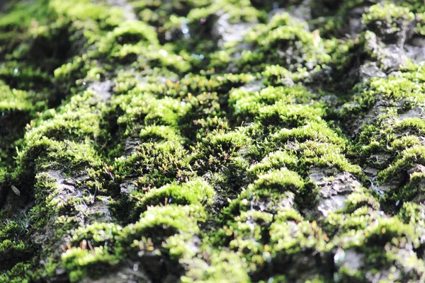 Textura pequeño musgo verde y corteza de árbol como fondo . — Foto de Stock