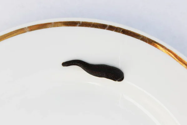 Sanguijuela médica Hirudo medicinalis en un plato blanco . —  Fotos de Stock