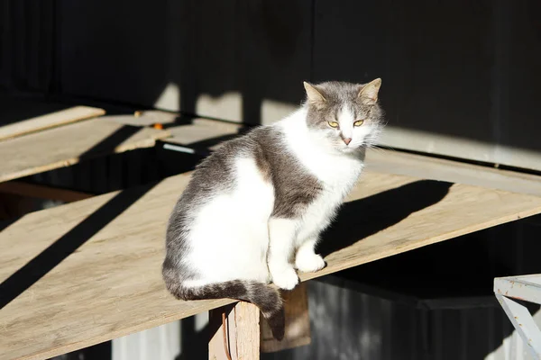 Gato Gris Blanco Collar Antipulgas Sentado Una Mesa Mercado Aire —  Fotos de Stock