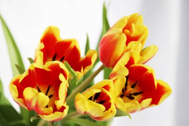 beyaz zemin üzerine sarı çizgili beş kırmızı lale.