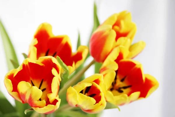 Пять красных тюльпанов с желтыми полосками на белом фоне . — стоковое фото