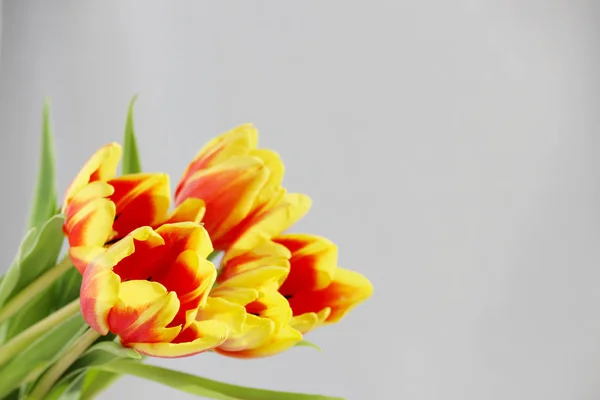 Pięciu czerwone tulipany, żółte paski na białym tle. — Zdjęcie stockowe