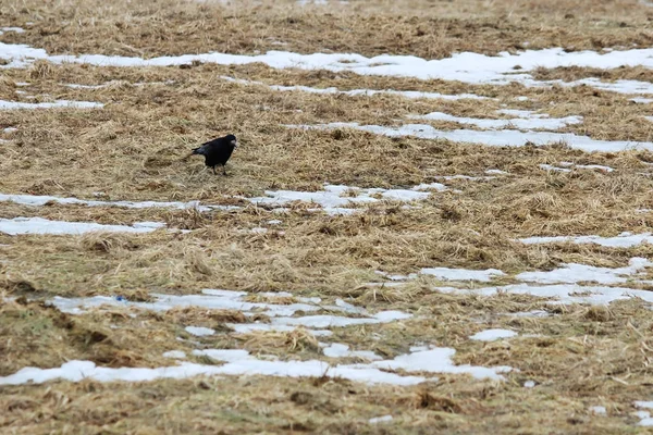 La superficie della terra con l'erba degli ultimi anni e la neve che si scioglie all'inizio della primavera . — Foto Stock