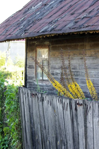 Popelivka przewalskii rostlina se žlutými květy na pozadí šedé betonové pilíře. — Stock fotografie