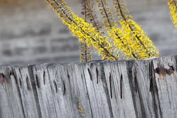 灰色のコンクリート柱の背景の黄色い花を持つ種による植物. — ストック写真