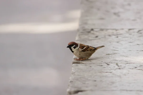 Mannelijke mussen Passer domesticus zittend op een concrete stichting. — Stockfoto