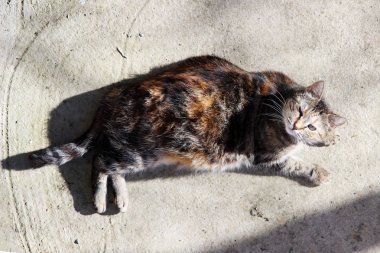 hamile kedi kedi ile enfekte herpesvirus - kedi viral rhinotracheitis veya chlamydiosis - Chlamydia psittaci Bahar güneşi bir beton sıcak yüzeyi üzerinde ısıtmalı