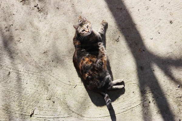 Pregnant cat infected with feline herpesvirus - Feline viral rhinotracheitis or chlamydiosis - Chlamydia psittaci is heated on a spring sun on a concrete warm surface — Stock Photo, Image