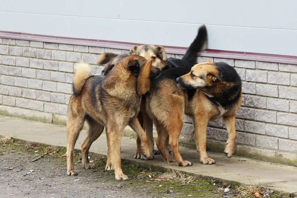 Several stray dogs play with each other.