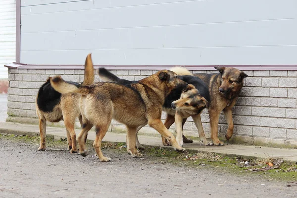 Diversi cani randagi giocare con l'altro . — Foto Stock