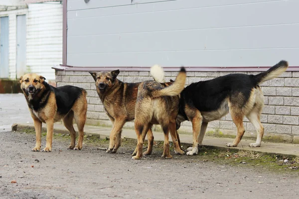 Varios perros callejeros juegan entre sí . — Foto de Stock