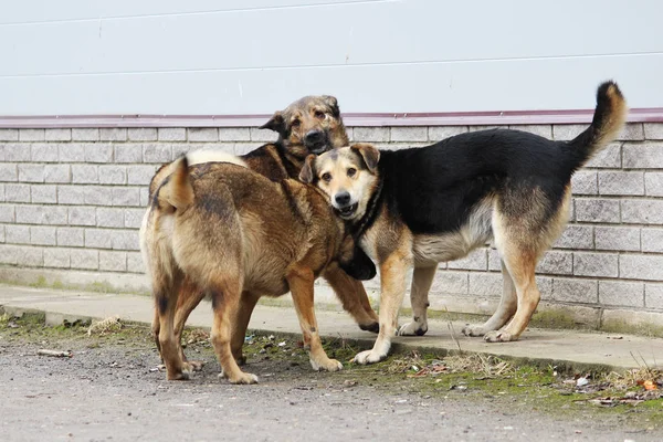 Several stray dogs play with each other.