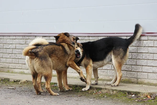 Several stray dogs play with each other.