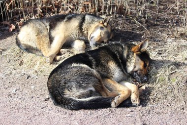 Birkaç sokak köpekleri parkta uyumak ve bahar güneşin altında güneşlenmek.