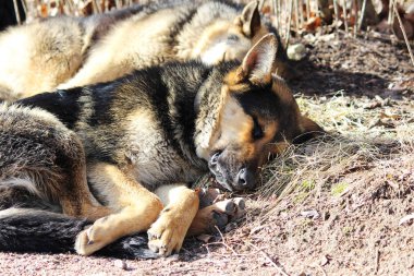 Birkaç sokak köpekleri parkta uyumak ve bahar güneşin altında güneşlenmek.